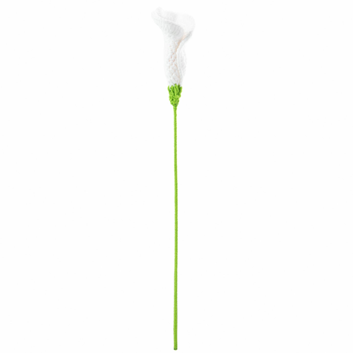 White Calla lily