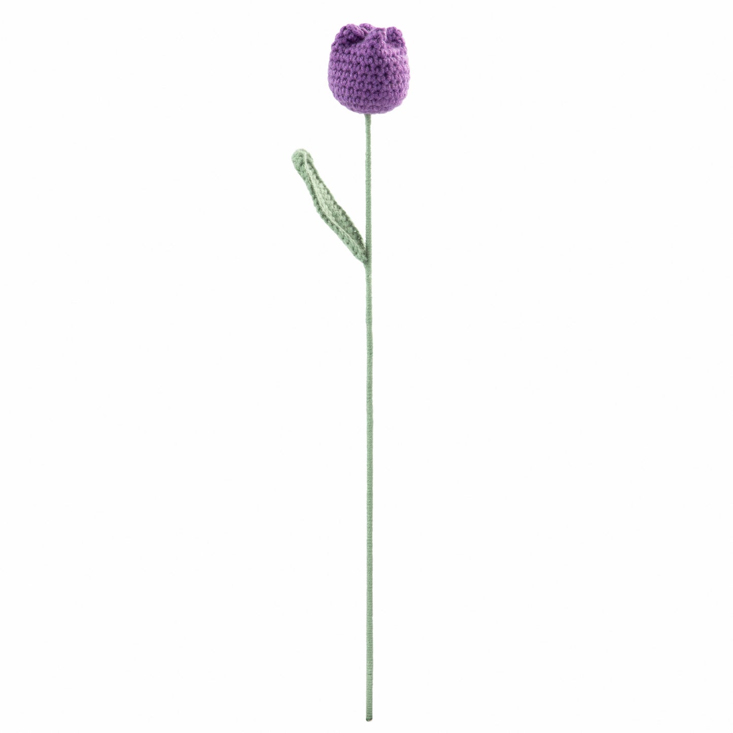 Purple Tulip