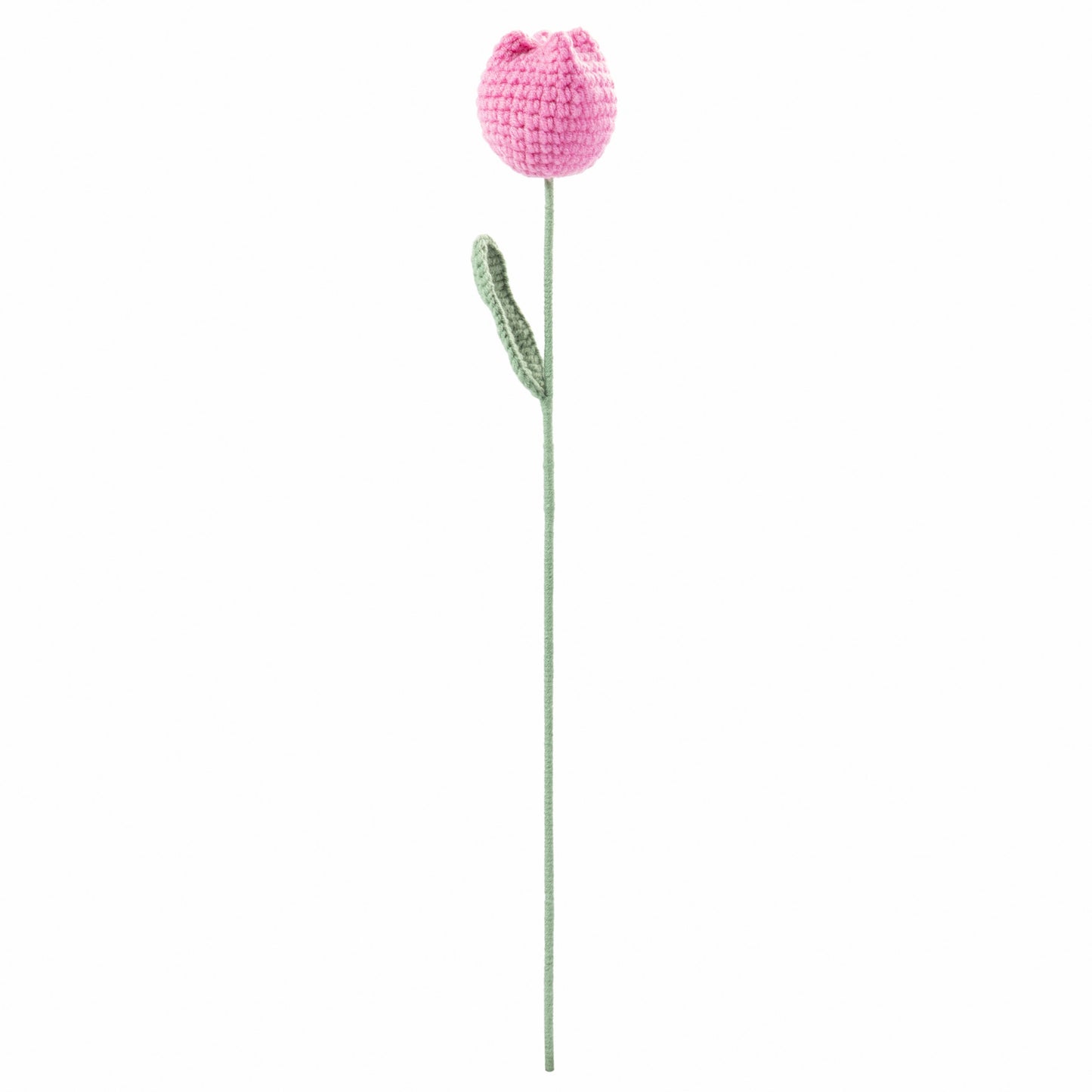 Pink Tulip