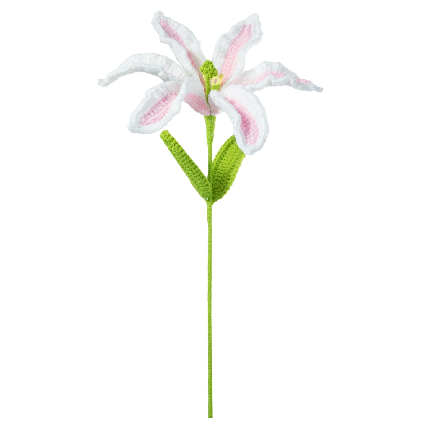 Pink-White Lily