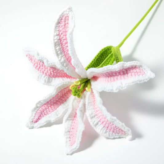 Pink-White Lily