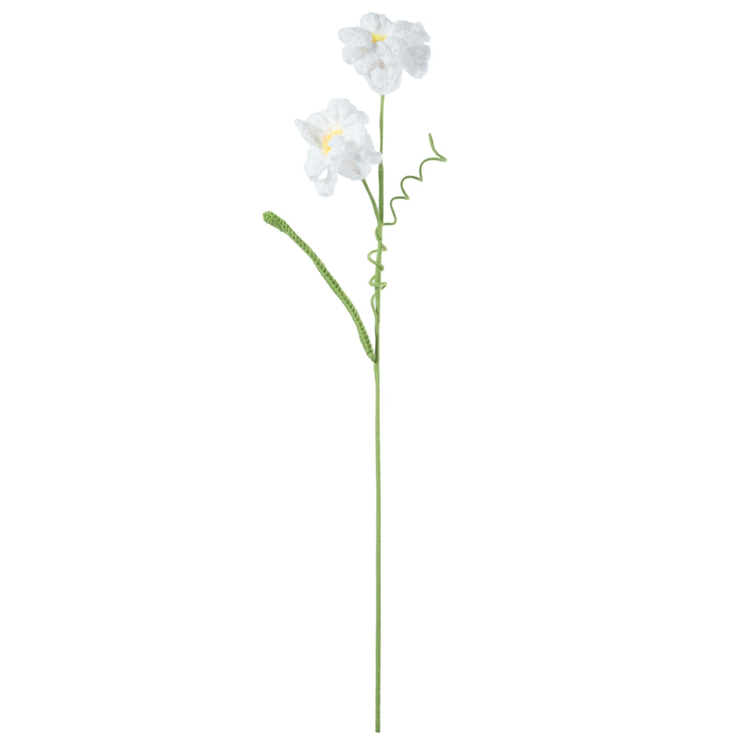 Daffodil White